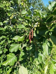Alnus incana