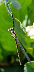 Argia alberta
