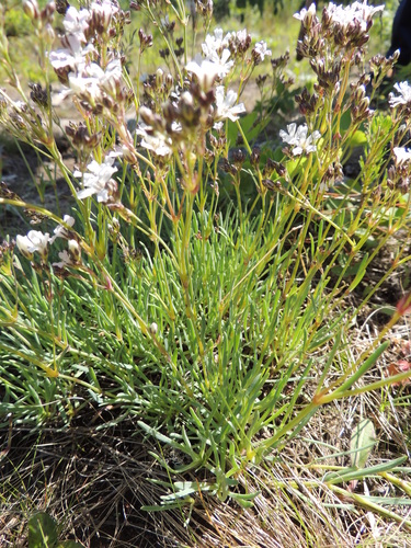 Image of Gypsophila uralensis by no rights reserved