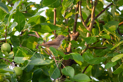 Iduna caligata