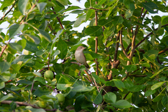 Iduna caligata