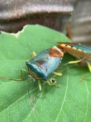 Acanthosoma denticaudum