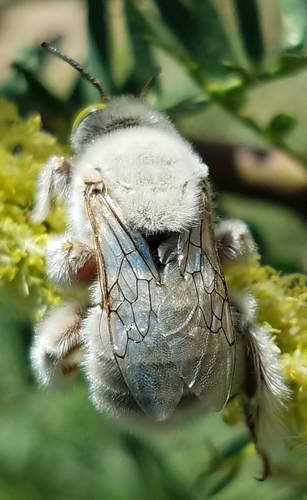 Centris pallida (Centris pallida), a species recorded in Arizona