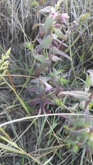 Odontites vulgaris