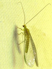 Calochrysa extranea