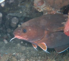 Lotella rhacina
