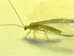 Calochrysa extranea