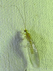 Calochrysa extranea