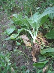 Plantago major