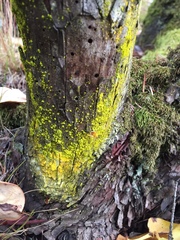 Chrysothrix granulosa