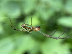 Leucauge celebesiana