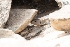 Broadleysaurus major