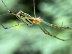Leucauge celebesiana