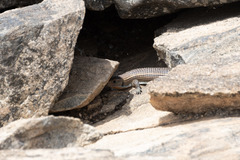 Broadleysaurus major