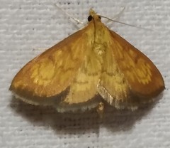 Ecpyrrhorrhoe rubiginalis