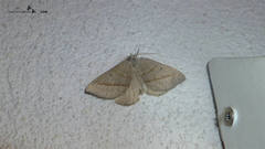 Scotopteryx