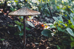 Macrolepiota procera