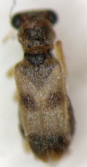 Phyllobaenus