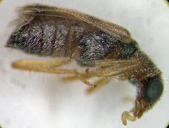 Phyllobaenus