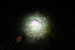 Notamacropus eugenii eugenii