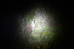 Notamacropus eugenii eugenii