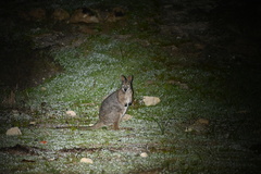 Notamacropus eugenii eugenii