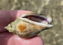 Gibberulus gibberulus
