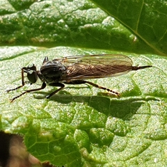 Neoitamus socius