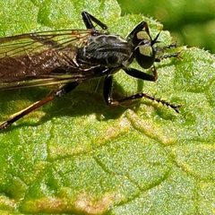 Neoitamus socius
