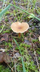 Fungi