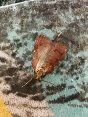 Galasa nigrinodis