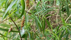 Veronica stenophylla stenophylla