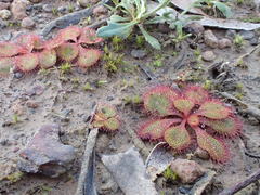 Drosera praefolia
