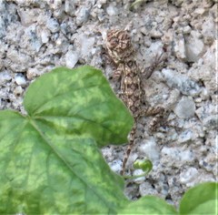 Psammophilus dorsalis