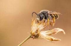 Trachusa interrupta