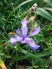 Iris douglasiana