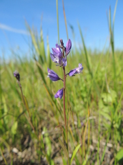 Polygala wolfgangiana