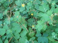 Chelidonium majus