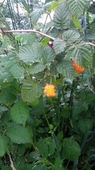 Rubus spectabilis spectabilis