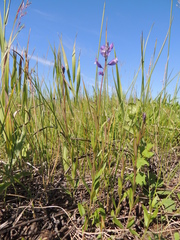 Polygala wolfgangiana
