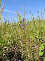 Polygala wolfgangiana