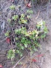 Spergularia macrotheca macrotheca