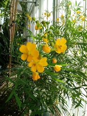 Senna alexandrina