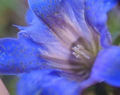Gentiana affinis ovata