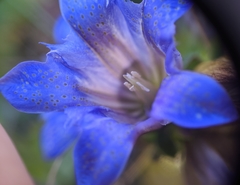 Gentiana affinis ovata