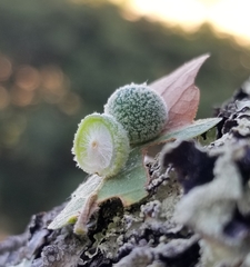 Cynips multipunctata