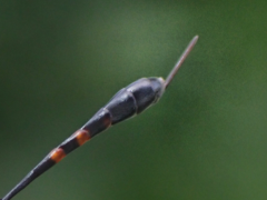 Gasteruption assectator