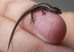 Eutropis multifasciata