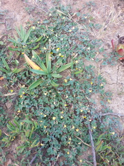 Acmispon wrangelianus