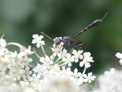 Gasteruption assectator